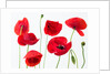 Poppies on white background by Assaf Frank